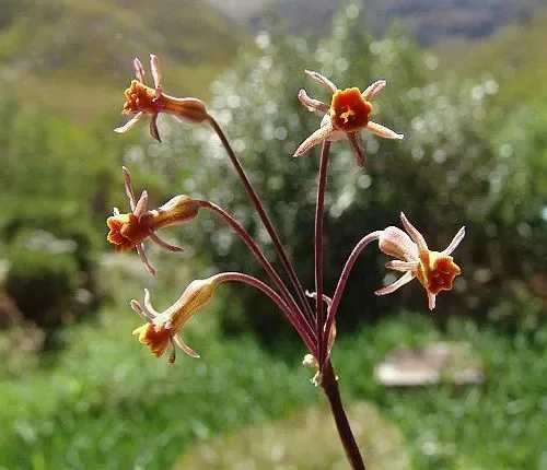 Tulbaghia alliacea