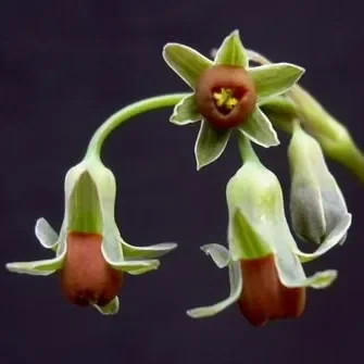 Tulbaghia ludwigiana