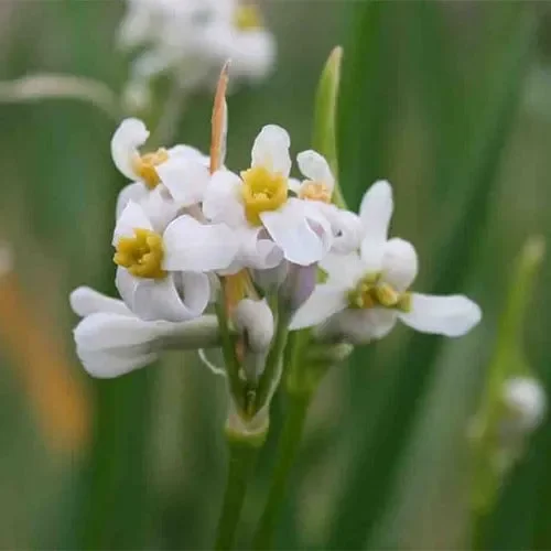 Tulbaghia Natalensis