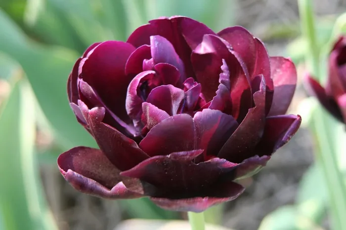 Tulipa ‚Alison Bradley‘ (Gefüllte Tulpe)