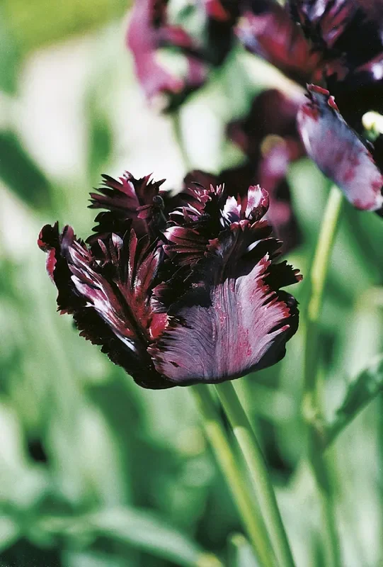 Tulipa ‚Black Parrot‘ (Papageientulpe)