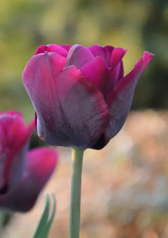 Tulipa ‚Havran‘ (Triumph-Tulpe)