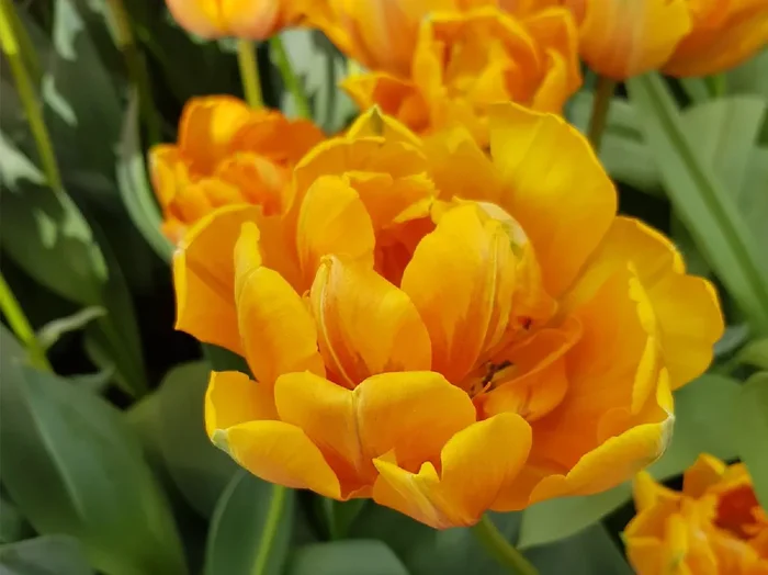 Tulipa ‚Orange Angelique‘ (Gefüllte Tulpe)