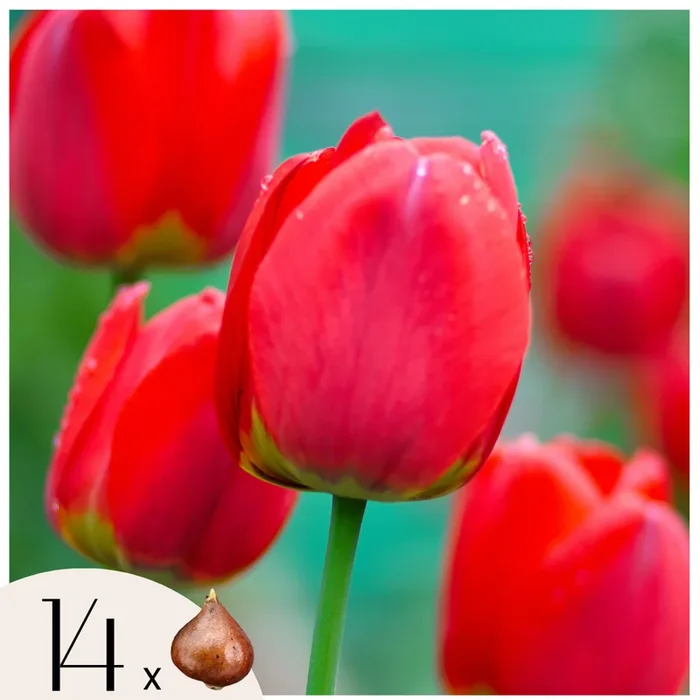 Tulipa ‚Red Impression‘ – Set of 14 – Tulip Bulbs