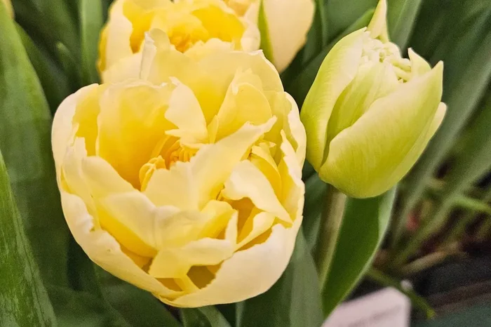 Tulipa ‚Verona‘ (Pfingstrosen-Tulpe)