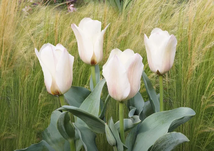 Tulipa greigii ‚Albion Star‘ (Greigii-Tulpe)
