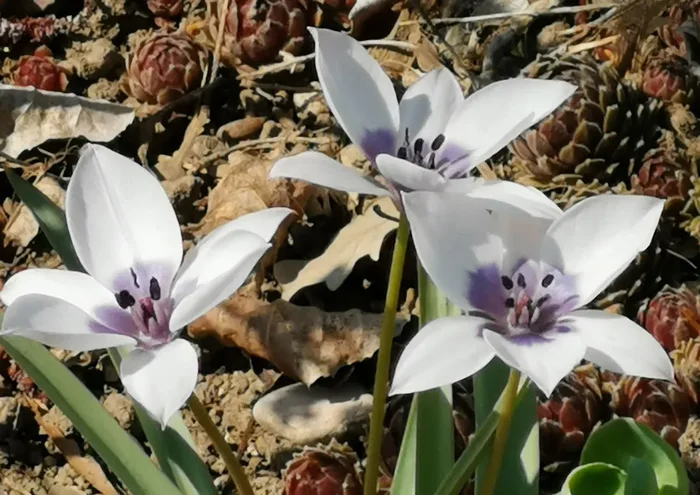Tulipa humilis ‚Alba‘ (Weiße Wildtulpe)