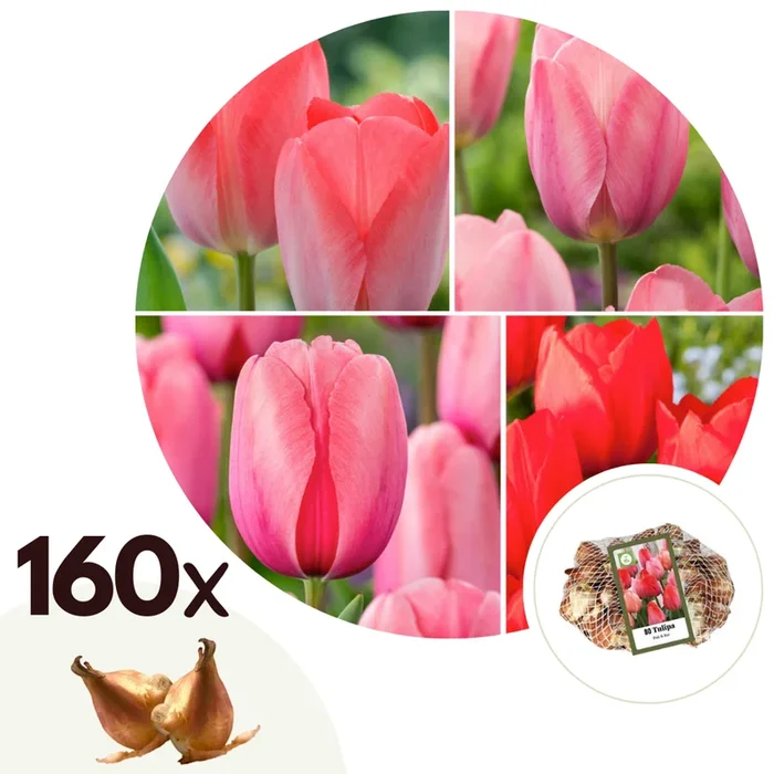 Tulipa red & pink – Set of 160 – Tulip bulbs