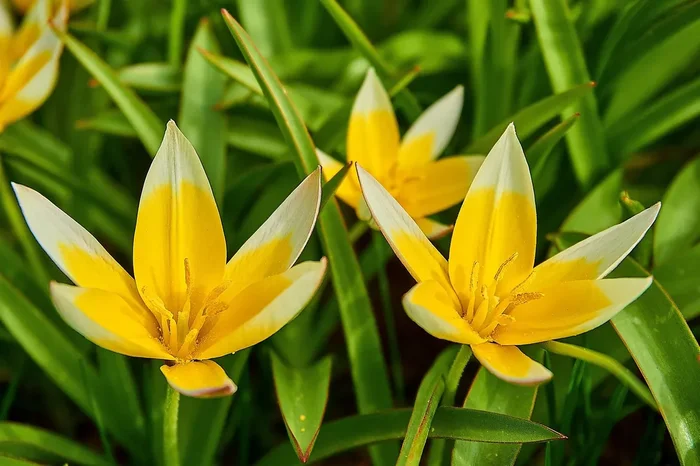 Tulipa Tarda (A1012) „Bio“