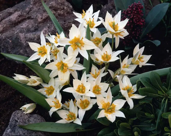 Tulipa turkestanica (Turkestanische Tulpe)