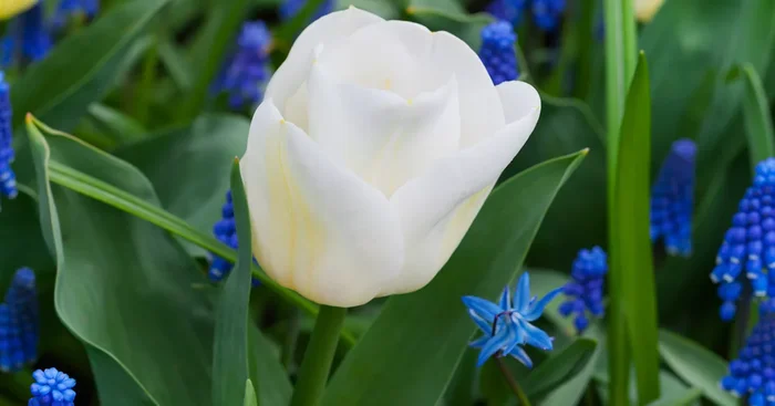 Tulpe ‚Calgary‘