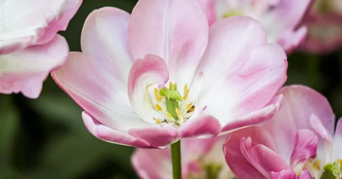 Tulpe ‚Upstar Double Late‘