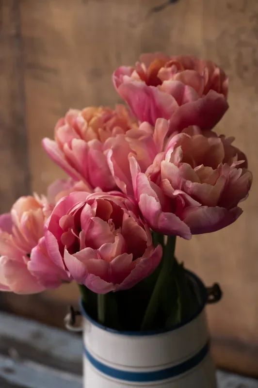 Tulpe „Pink Star“ – 10 Zwiebeln