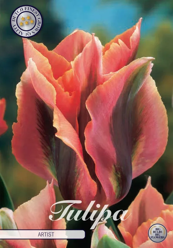 Tulpe Artist (7 Stück)