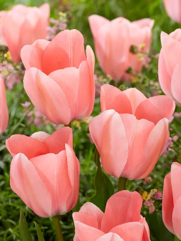 Tulpe Bella Blush