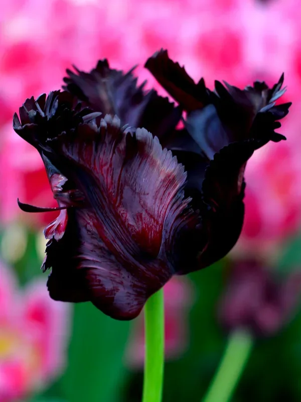 Tulpe Black Parrot
