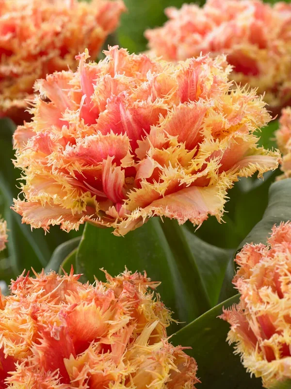 Tulpe Brisbane