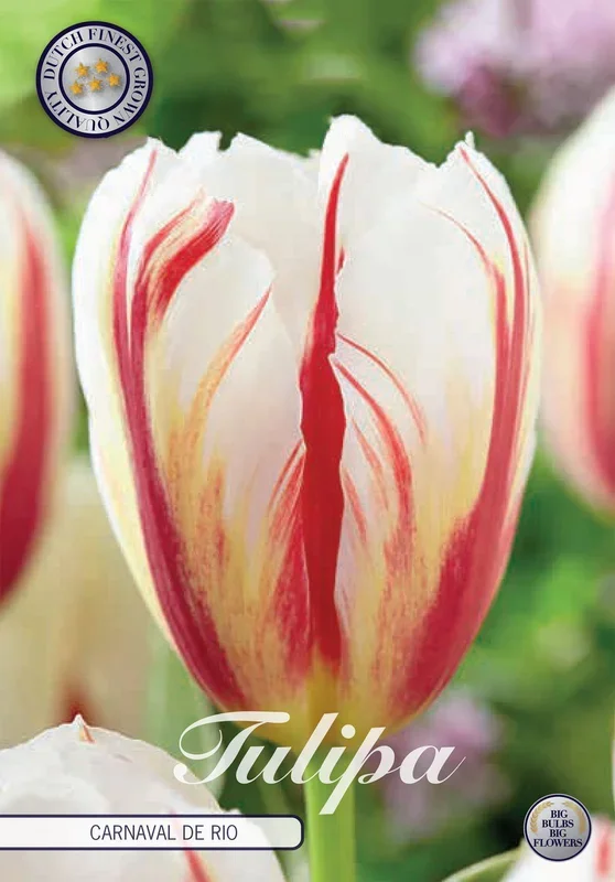 Tulpe Carnaval de Rio (10 Stück)