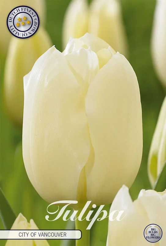 Tulpe City of Vancouver (10 Stück)