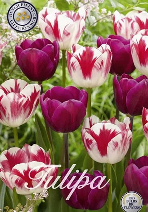 Tulpe Colour Circus (15 Stück)