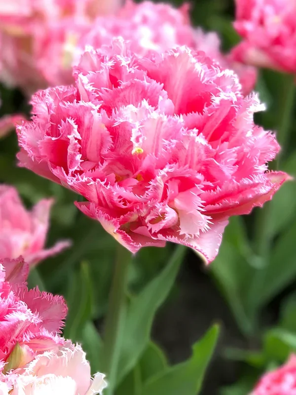 Tulpe Crispion Sweet