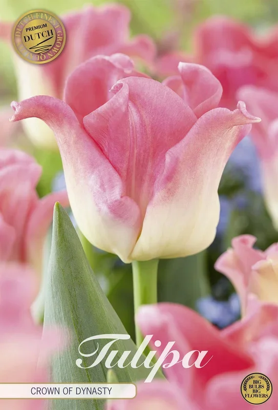 Tulpe Crown of Dynasty (7 Stück)
