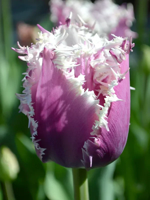 Tulpe Crunchy Cummins