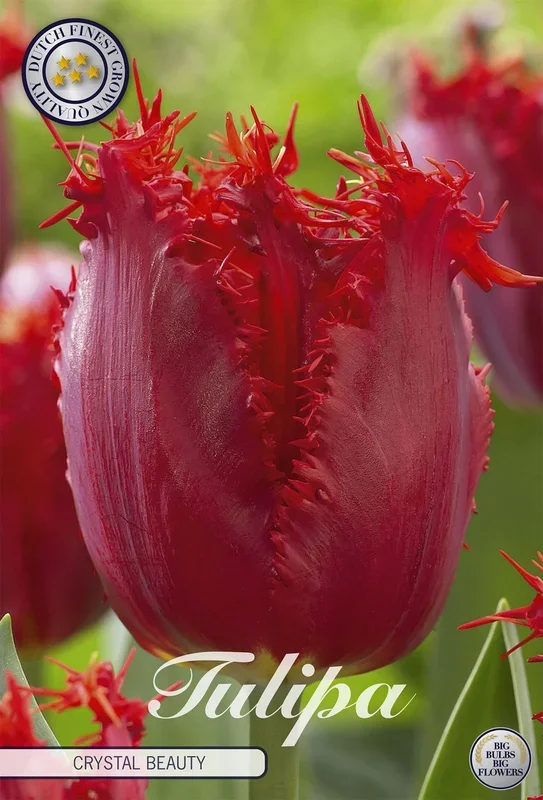 Tulpe Crystal Beauty (10 Stück)