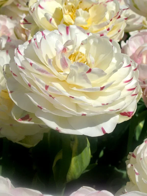 Tulpe Danceline