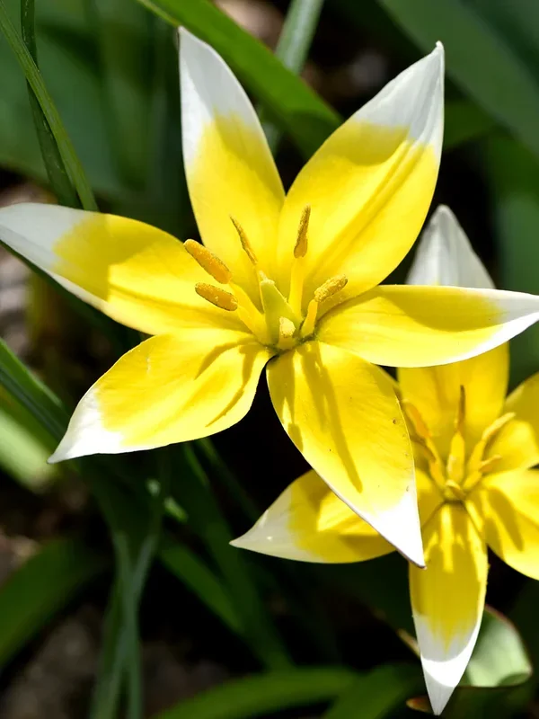 Tulpe Dasystemon Tarda
