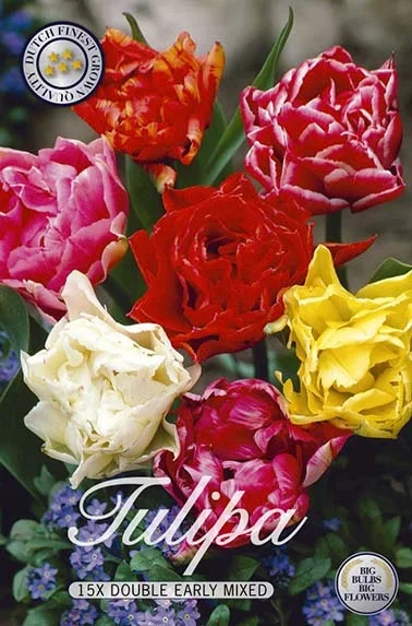 Tulpe Double Early Mix (15 Stück)