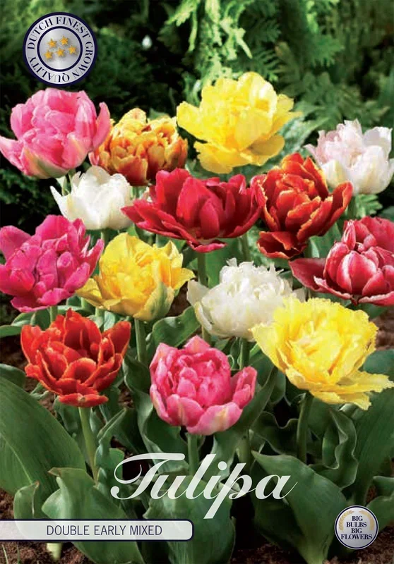 Tulpe Double Early Mix (7 Stück)