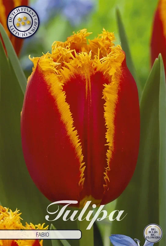 Tulpe Fabio (7 Stück)