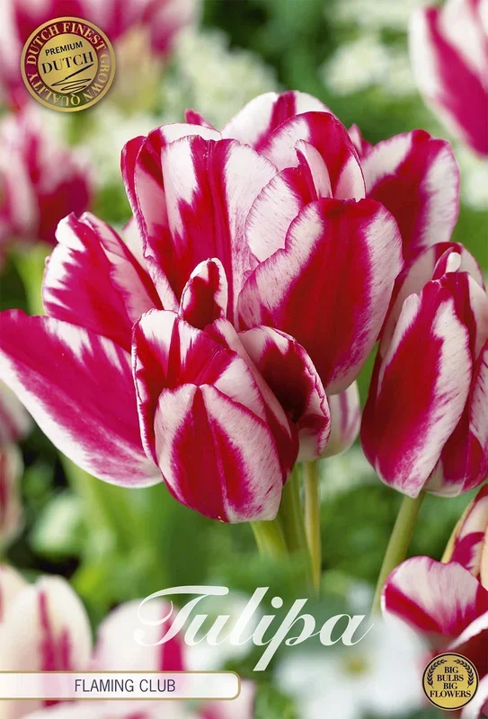 Tulpe Flaming Club (7 Stück)
