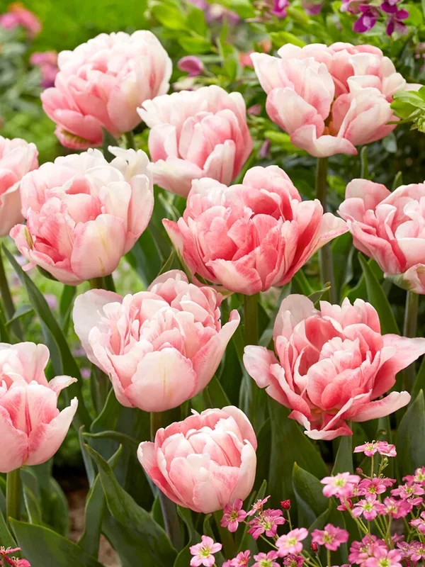 Tulpe Foxtrot
