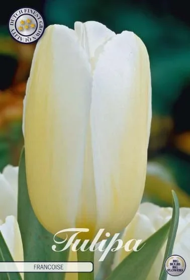 Tulpe Francoise (10 Stück)