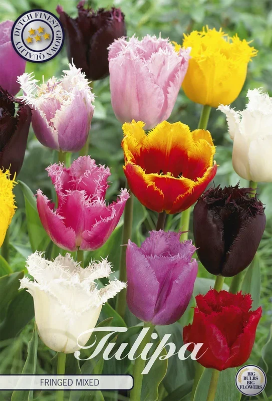 Tulpe Fringed Mix (20 Stück)