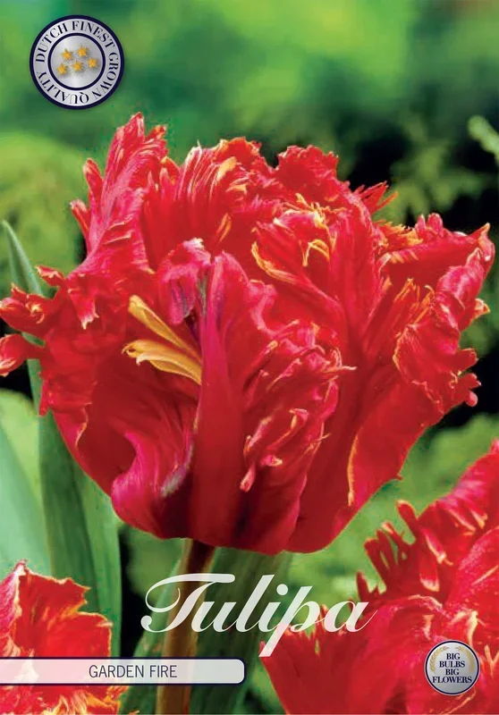 Tulpe Garden Fire (7 Stück)