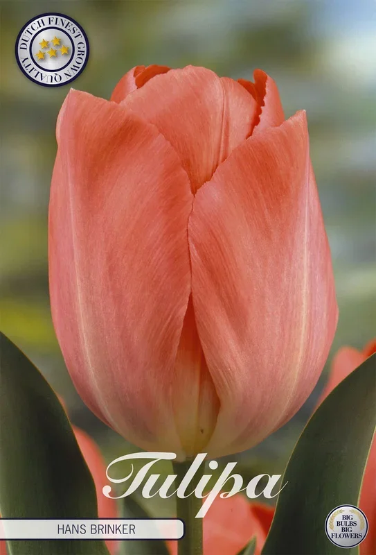 Tulpe Hans Brinker (10 Stück)