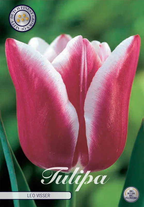 Tulpe Leo Visser (10 Stück)