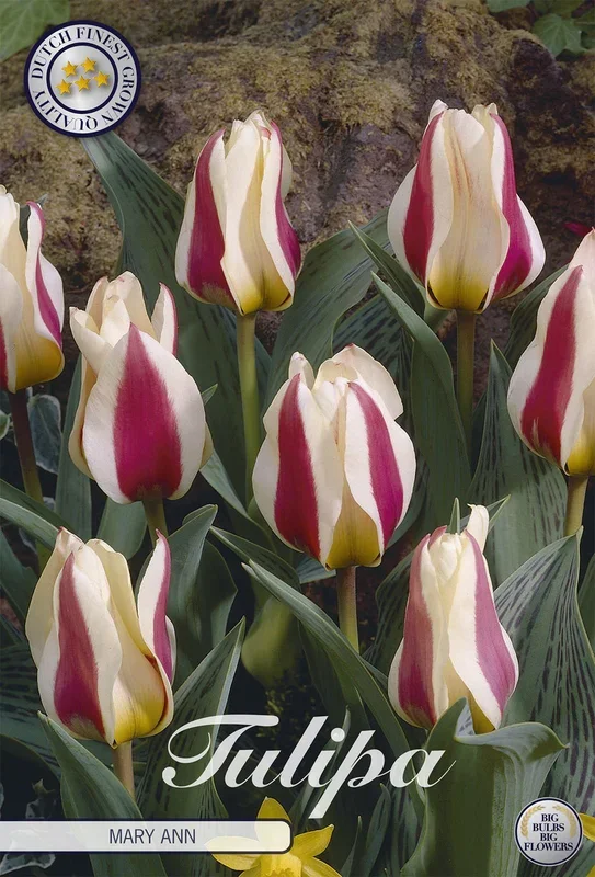 Tulpe Mary Ann (7 Stück)