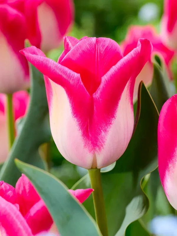 Tulpe Memphis