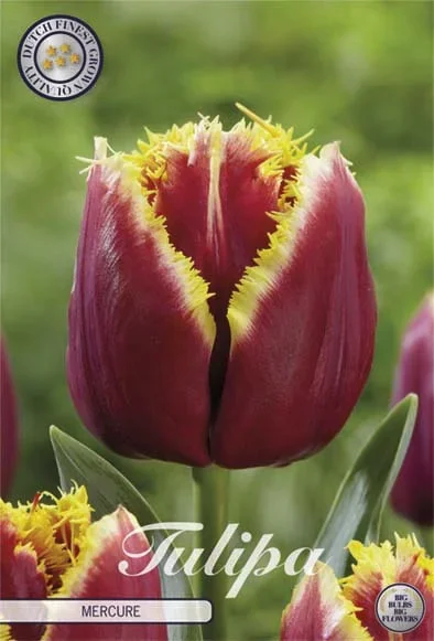 Tulpe Mercure (7 Stück)