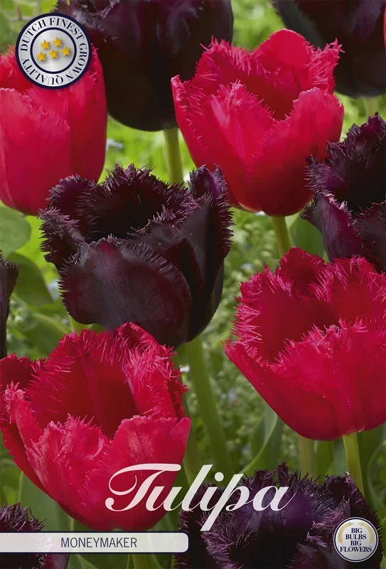 Tulpe Moneymaker (10 Stück)