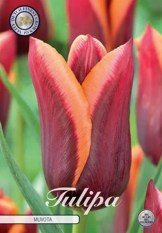 Tulpe Muvota (7 Stück)