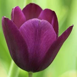 Tulpe Negrita x 10