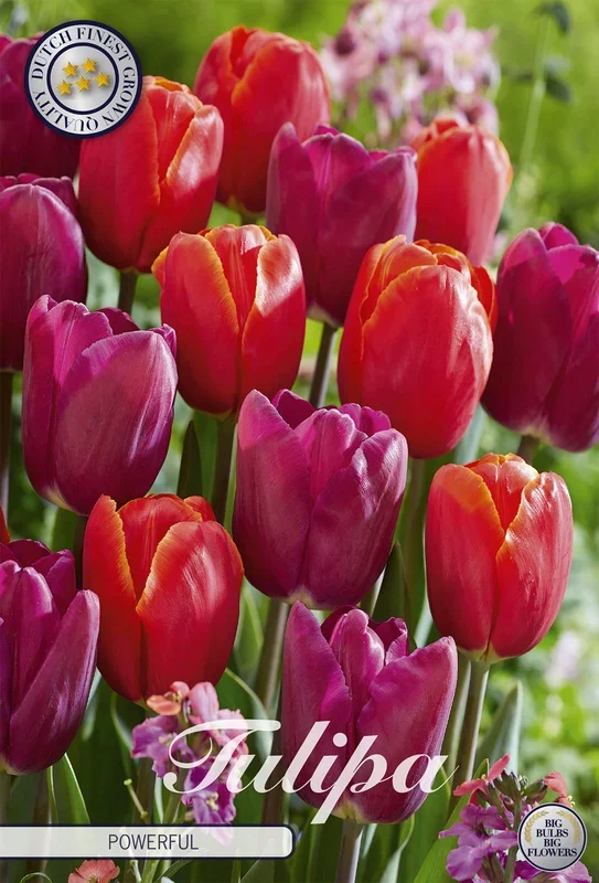 Tulpe Powerful (10 Stück)