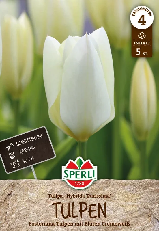 Tulpe Purissima (5 Stück)