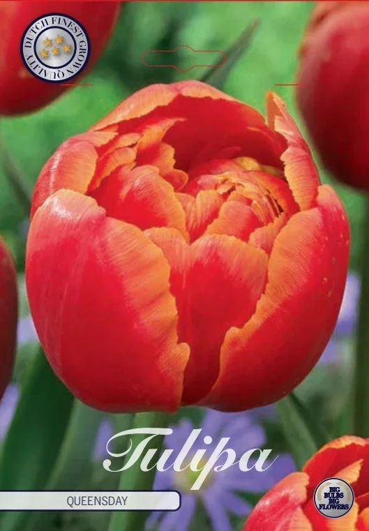 Tulpe Queensday (7 Stück)
