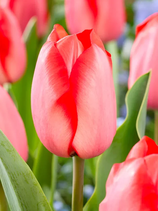 Tulpe Red Tiger